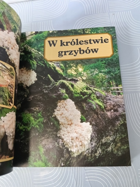 Grzyby ilustrowana encyklopedia