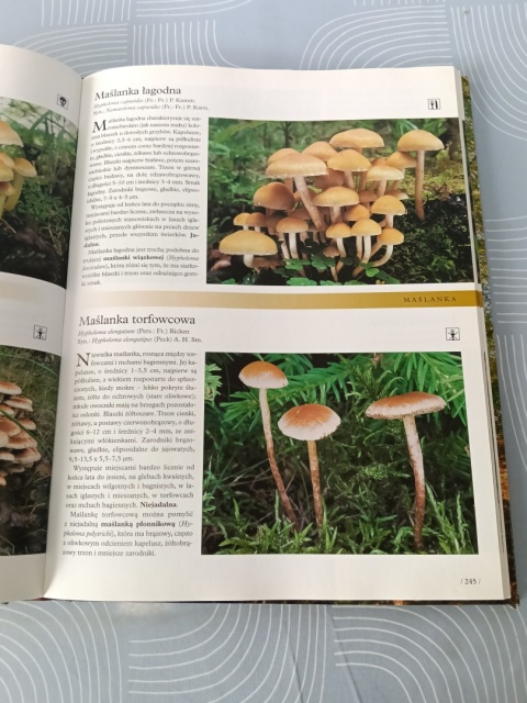 Grzyby ilustrowana encyklopedia