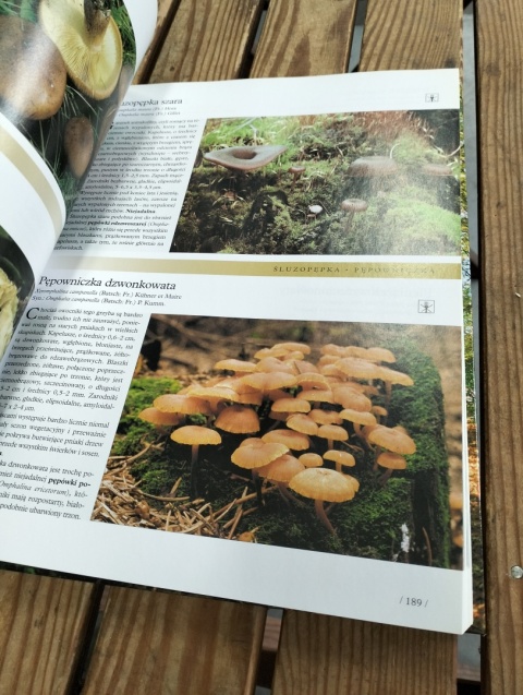 Grzyby ilustrowana encyklopedia